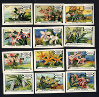 Meurisse - Ca 1930 - 110 - Les Orchidées, Orchids - Full Serie - Altri & Non Classificati