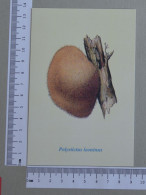 POSTCARD  - POLYSTICTUS LEONINUS - CHAMPIGNONS - 2 SCANS  - (Nº59056) - Champignons