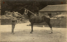 CARTE PHOTO BEAU CHEVAL EN 1914 - Photographie