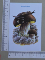 POSTCARD  - BOLETUS EDULIS - CHAMPIGNONS - 2 SCANS  - (Nº59057) - Champignons