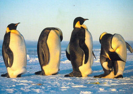 3 AK Tiere In Der Antarktis Kaiserpinguine (Emperor Penguins) - Weddellrobbe (Weddell Seal) Eselspinguine GentooPenguins - Sonstige & Ohne Zuordnung