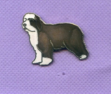 Rare Pins Chien Bobtail Egf H293 - Tiere