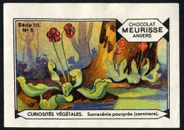 Meurisse - Ca 1930 - 111 - Curiosités Végétales, Strange Plants - 5 - Sarracénie Pourprée (carnivore) - Otros & Sin Clasificación