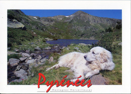 (65) Chien Des Pyrénées  Montagnes Merveilleuse  ( Patou + Lac ) - Autres & Non Classés