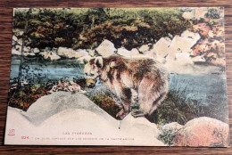 Carte Postale Ancienne Colorisée : Les Pyrénées - Un Ours Capturé Sur Les Sommets De La Haute-Ariège - Sin Clasificación