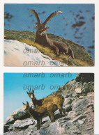 Stambecco Delle Alpi, Capra Ibex, Bouquetin, Steinbock, Chamois, Valle Aosta N.2 Viaggiate - Altri & Non Classificati