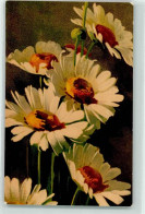 39196507 - Margeriten Blumen AK - Andere & Zonder Classificatie