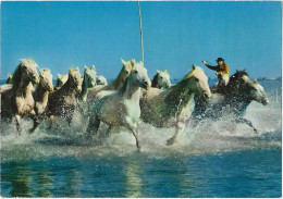 46 - Chevauchée En Camargue - Horses