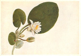 Art - Peinture - Moritz Michael Daffinger - Nymphaea Alba - Fleurs - CPM - Carte Neuve - Voir Scans Recto-Verso - Malerei & Gemälde