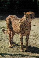 Animaux - Fauves - Guépard - Cheetah Of Jachtluipaard - Diergaarde Blijdorp - Rotterdam - Cheetah - CPM - Voir Scans Rec - Autres & Non Classés