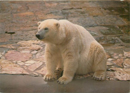 Animaux - Ours - Zoo Wroclaw - Niedzwiedz Polarny - Ours Polaire - Zoo - Bear - CPM - Carte Neuve - Voir Scans Recto-Ver - Ours
