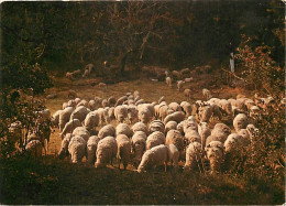 Animaux - Moutons - Provence - Troupeau De Moutons Dans Le Sous-bois - CPM - Voir Scans Recto-Verso - Andere & Zonder Classificatie