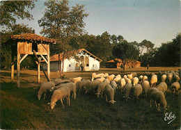 Animaux - Moutons - Landes - Eco-Musée De Marquèze - Parc Régional Des Landes De Gascogne. Le Poulailler Et La Bergerie  - Sonstige & Ohne Zuordnung