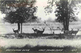 Animaux - Cervidés - Etats Unis - United States - USA - Michigan - East Tawas - NorthWoods Deer - CPSM Format CPA - Voir - Altri & Non Classificati