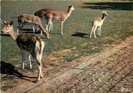 Animaux - Cervidés - Lyon - Parc De La Tête D'Or - Les Biches - Zoo - Carte Dentelée - CPSM Grand Format - Carte Neuve - - Andere & Zonder Classificatie