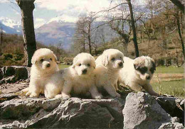 Animaux - Chiens - Chien Des Pyrénées - Chiots - Elevage De La Tour De Vidalos De Argelès Gazost - CPM - Voir Scans Rect - Perros