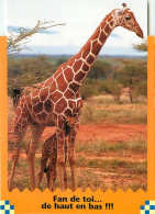 Animaux - Girafes - Carte Humoristique - CPM - Voir Scans Recto-Verso - Giraffe