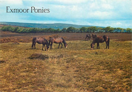 Animaux - Chevaux - Royaume-Uni - Exmoor Ponies - Poneys - Carte Neuve - CPM - UK - Voir Scans Recto-Verso - Horses