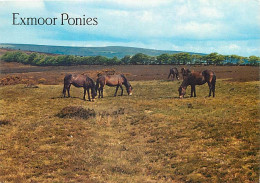 Animaux - Chevaux - Royaume-Uni - Exmoor Ponies - Poneys - Carte Neuve - CPM - UK - Voir Scans Recto-Verso - Paarden