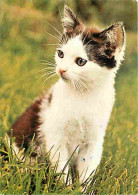 Animaux - Chats - Chatons - CPM - Voir Scans Recto-Verso - Cats