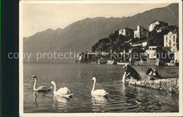 11643639 Ascona TI Panorama Lago Maggiore Schwaene Ascona - Autres & Non Classés