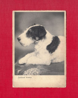 Dog, Cane Lakeland Terriers .New ,Divided Back, Standard Size Post Card, Ed. Cecami N° 499 - Dogs