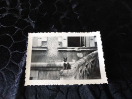 P-279 ,  Photo, Petit Chat élégant Sur Le Parvis D'une Maison, Circa 1935 - Andere & Zonder Classificatie