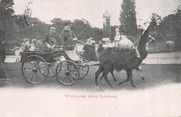 CPA 75 PARIS VOITURES AUX LAMAS - Transport Urbain En Surface