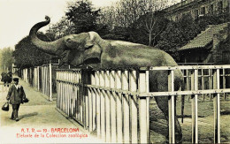 2121 - Espagne /    BARCELONE  : Eléphante De La Coleccion Zoologica - Barcelona