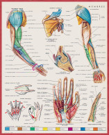 Anatomie. Homme. Membre. Membres Supérieurs Et Inférieurs. Larousse 1960. - Documents Historiques