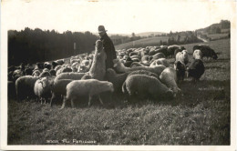 Schäfer - Au Paturage - Sonstige & Ohne Zuordnung