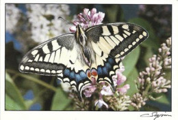 Papillon Machaon  (swallowtail) Postcard (new-unused) - Insectes