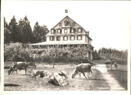 11641493 Pfannenstiel Staefa Hotel Hochwacht Viehweide Kuehe Pfannenstiel  - Altri & Non Classificati