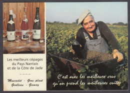 128612/ Les Meilleurs Cépages Du Pays Nantais Et De La Côte De Jade - Vines