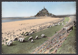 076381/ Troupeau De Moutons Sur Les Prés-salés Du Mont-Saint-Michel - Veeteelt