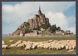 116684/ Troupeau De Moutons Sur Les Prés-salés Du Mont-Saint-Michel - Viehzucht