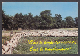 116683/ Moutons, Départ De La Bergerie - Elevage