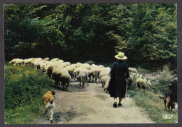 116450/ Moutons, Le Retour Du Troupeau - Breeding