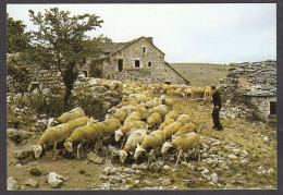 116449/ Moutons, Départ De La Bergerie - Crías