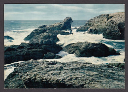 063665/ BELLE-ILE-EN-MER, Le Chien Des Poulains - Belle Ile En Mer