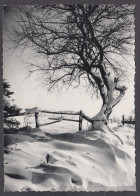 119597/ Hiver En Haute-Belgique - Autres & Non Classés