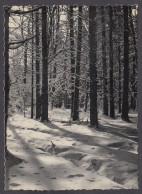 119596/ Hiver En Haute-Belgique - Autres & Non Classés