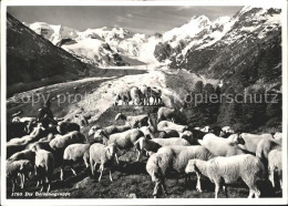 11641168 Alp Gruem Berninagruppe Gletscher Schafherde Alp Gruem - Autres & Non Classés