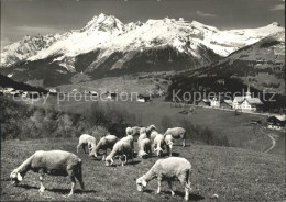 11641071 Egga Schafherde Alpenpanorama Affeier - Autres & Non Classés