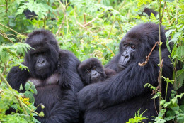 Rwanda - Volcanoes National Park - Gorilles - Parc Des Volcans - Zoo - CPM - Carte Neuve - Voir Scans Recto-Verso - Rwanda