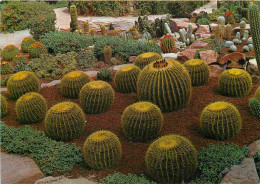 Fleurs - Plantes - Cactus - Isle Canarias - Echinocactus-Ejemplares - Coussin De Belle-mère - Espagne - Espana - CPM - V - Cactusses