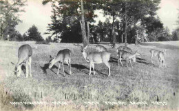 Animaux - Cervidés - Etats Unis - United States - USA - Michigan - East Tawas - NorthWoods Deer - CPSM Format CPA - Voir - Altri & Non Classificati