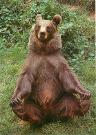 Animaux - Ours - Windsor Safari Park - Brown Bears - Zoo - Bear - Carte Dentelée - CPSM Grand Format - Carte Neuve - Voi - Ours