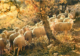 Animaux - Moutons - Troupeau De Moutons - CPM - Voir Scans Recto-Verso - Altri & Non Classificati