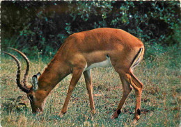 Animaux - Impala - Fauves De L'Afrique Orientale - Carte Dentelée - CPSM Grand Format - Carte Neuve - Voir Scans Recto-V - Other & Unclassified